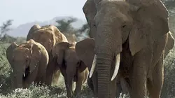 Sur Ushuaïa TV à 22h23 : Afrique : le grand Rift