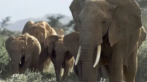 Afrique : le grand Rift Un joyau de verdure