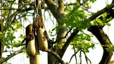 L'hippopotame et l'arbre à saucisses