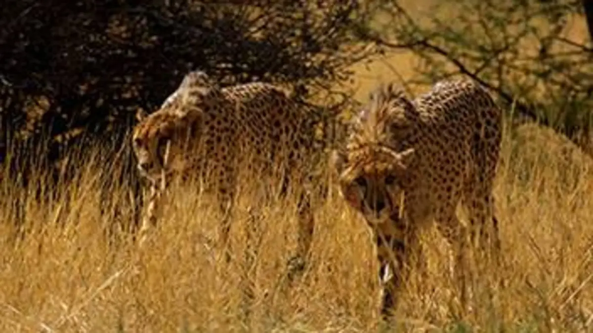 Afrique, les arbres de la vie E02 Le guépard et l'acacia replay