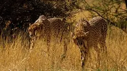 Visuel de Afrique, les arbres de la vie