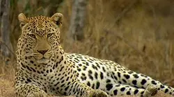 Visuel de Afrique, les arbres de la vie