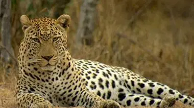 Le léopard et le marula