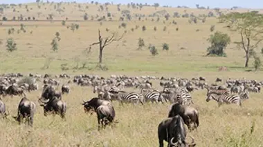 Les ombres du Serengeti