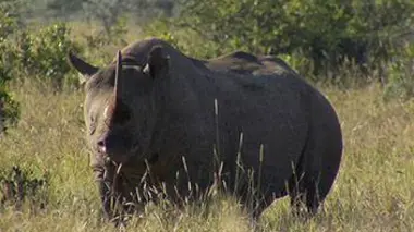 Les rhinocéros du Kenya