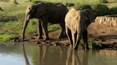 Les chiens sauvages du Serengeti