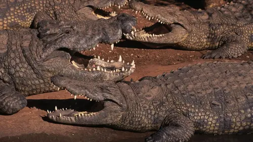 Afrique, royaume impitoyable Infinies prairies