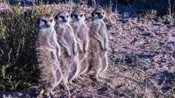 Afrique, royaume impitoyable