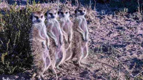 Afrique, royaume impitoyable Kalahari