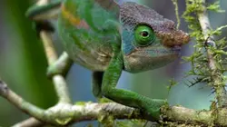 Afrique sauvage E02 Madagascar