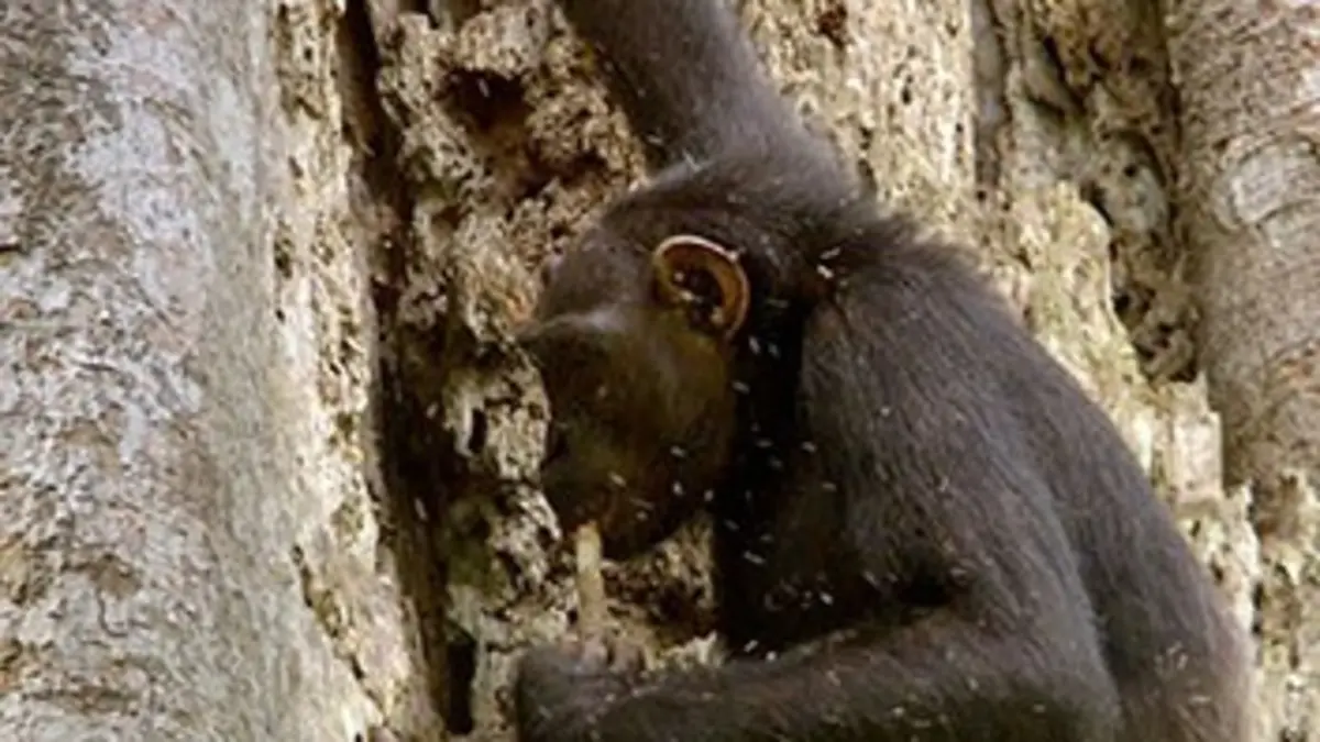 Afrique sauvage E03 Afrique sauvage : Le bassin du Congo