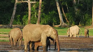 La forêt du Bassin du Congo
