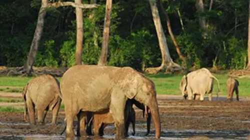 Afrique sauvage La forêt du Bassin du Congo