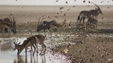 Afrique sauvage