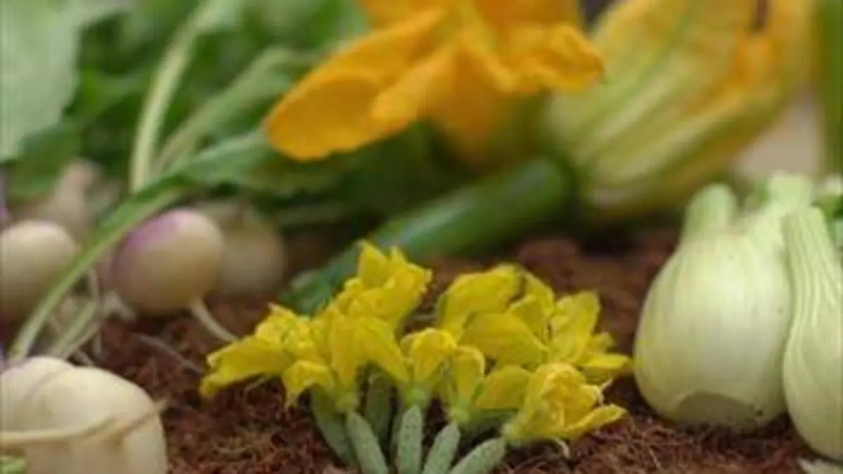 Agitateurs de goût S01E02 Les mini-légumes des jardins Saint-Jacques