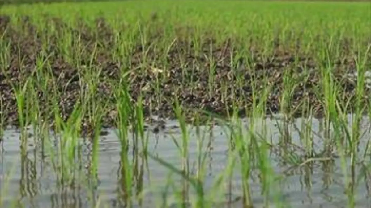 Agitateurs de goût S01E10 Le riz de Camargue