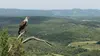 Aigle de Bonelli, le prince des garrigues