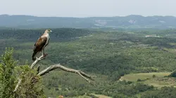 Sur France 3 à 23h05 : Aigle de Bonelli, le prince des garrigues