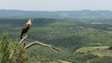 Aigle de Bonelli, le prince des garrigues