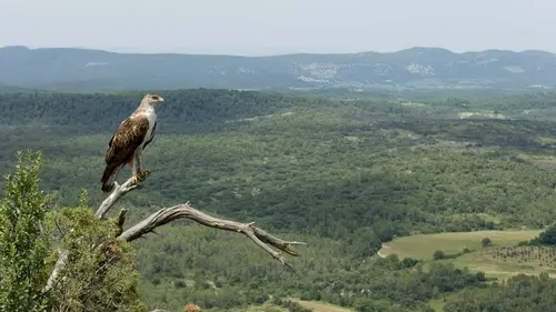 Aigle de Bonelli, le prince des garrigues