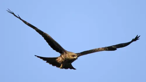 Casting Aigles, les seigneurs du ciel