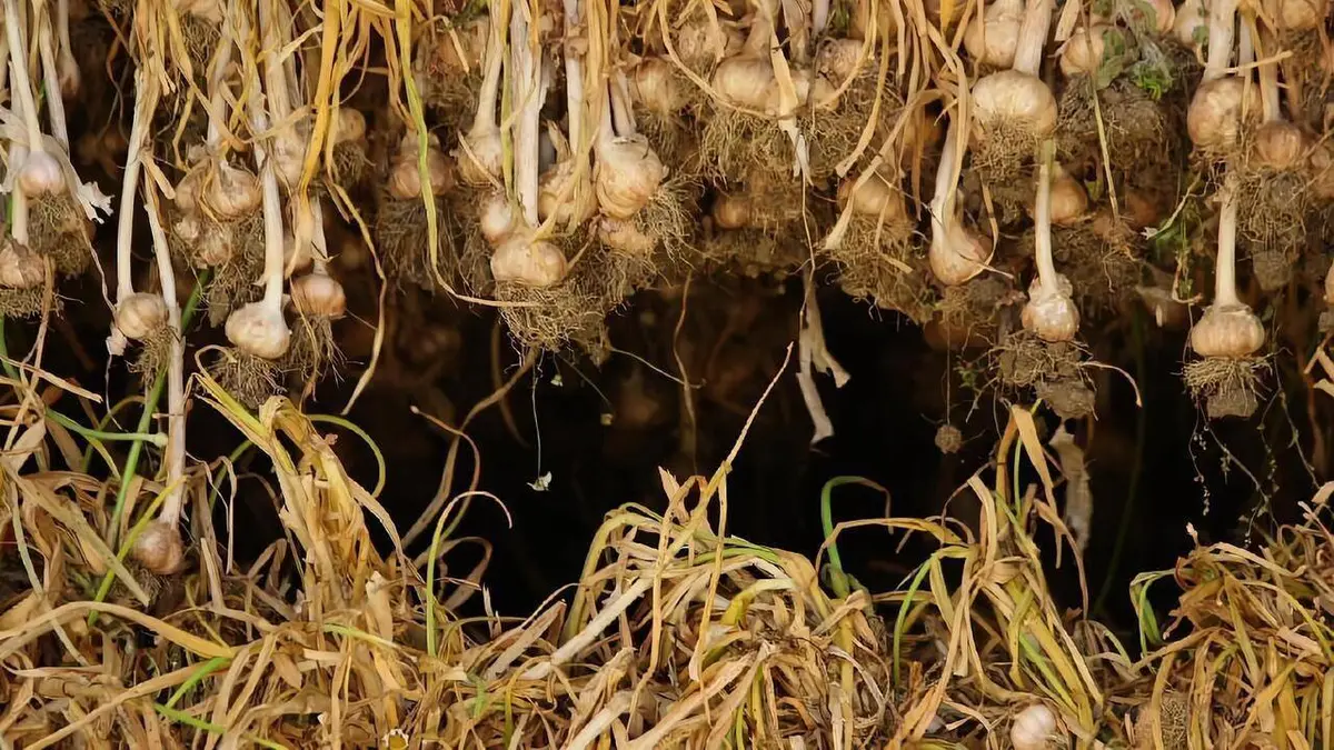 Audiences TV : Ail love you