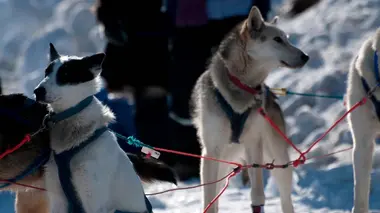 Chaque chien a son jour