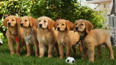 Air Buddies