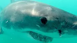 Visuel de Air Jaws : la traque
