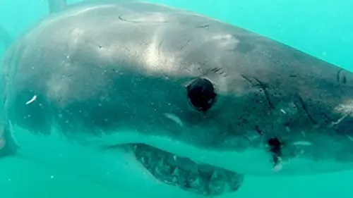 Air Jaws : la traque