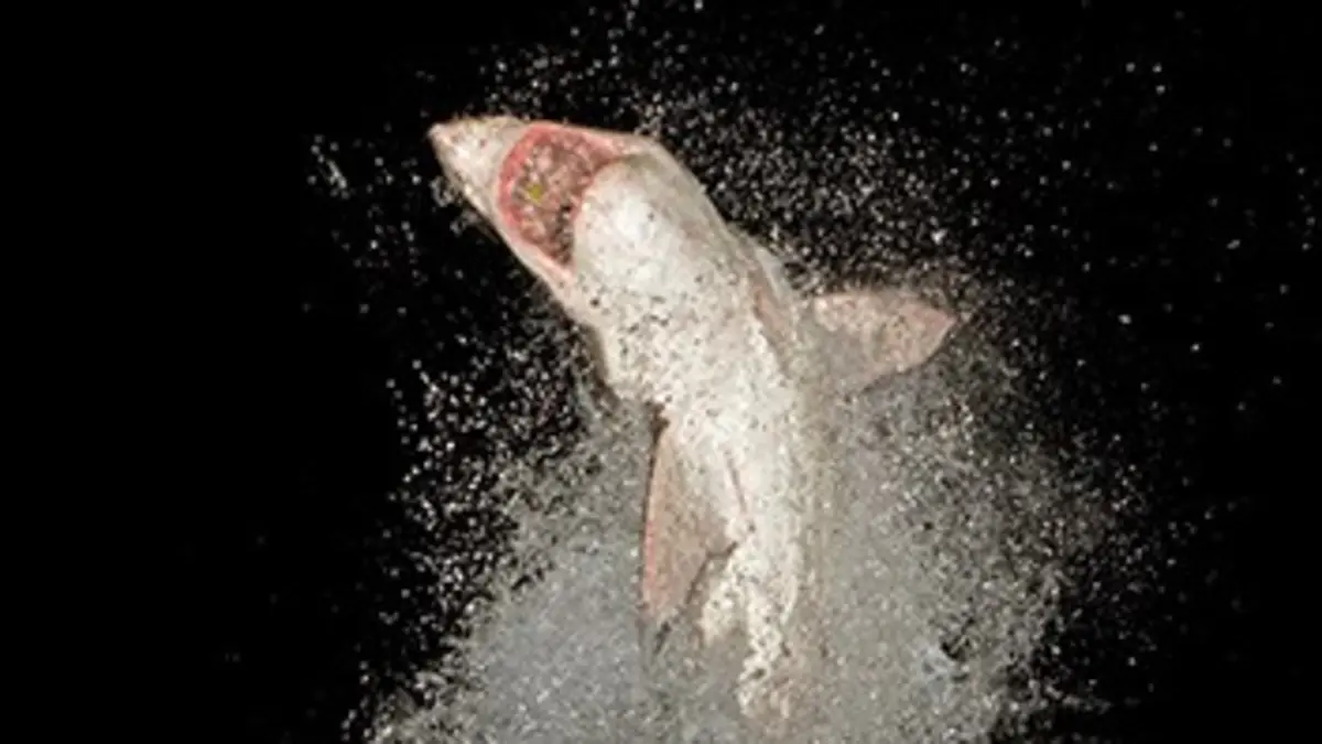 Air Jaws : prédateurs de la nuit