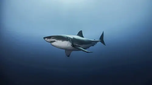 Casting Air Jaws : proie ou prédateur ?