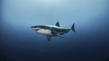 Air Jaws : proie ou prédateur ? S31E11