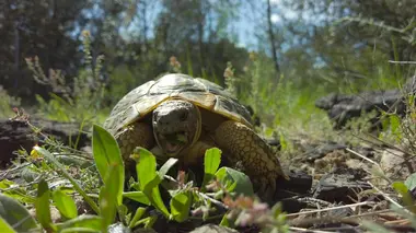 Alaïs, tortue sauvage de Provence