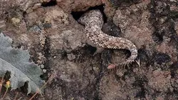 Visuel de Alamto, un monde de reptiles