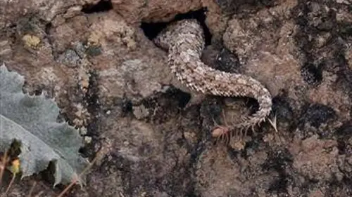 Alamto, un monde de reptiles