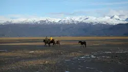 Alaska, la dernière frontière Gare au loup !