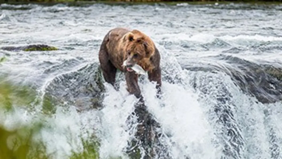 Alaska, la frontière sauvage