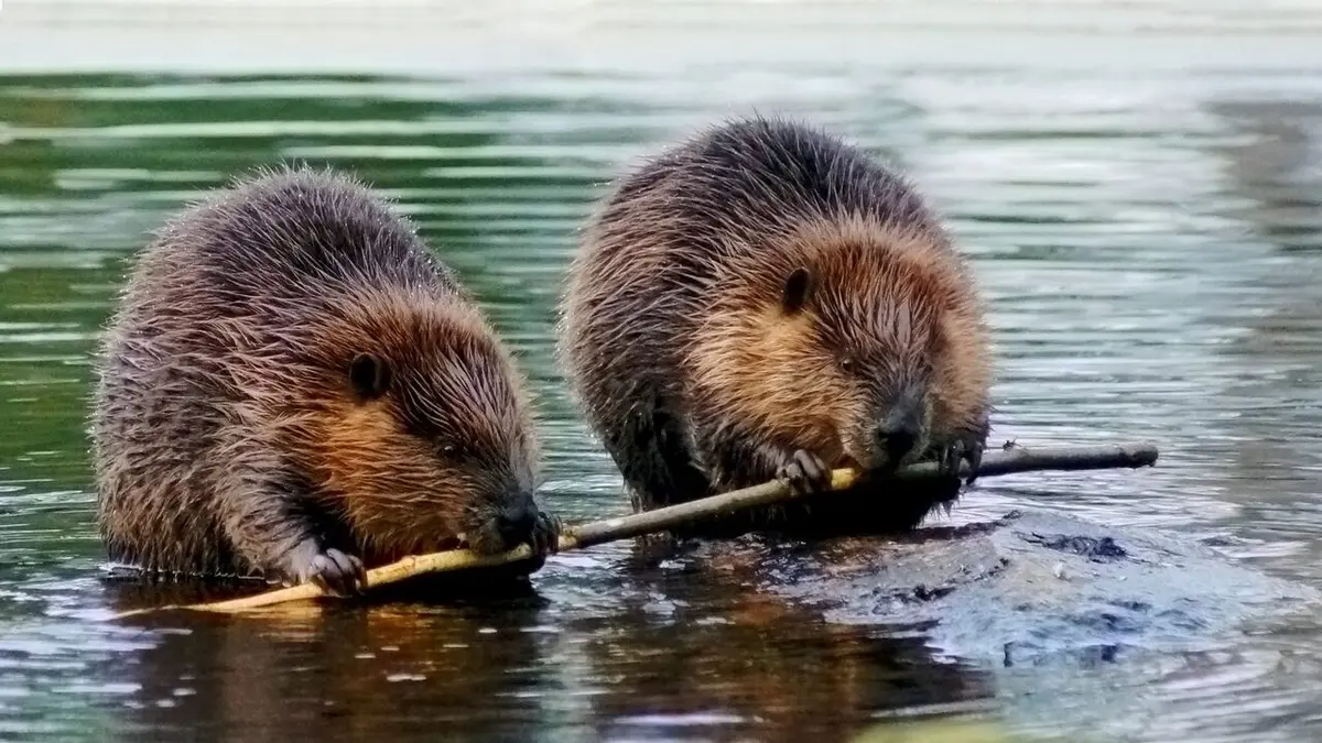 Visuel de Alaska : La ruée vers l'or Racle en montagne, partie 2