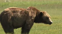 Visuel de Alaska, la terre de l'ours brun