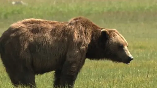 Alaska, la terre de l'ours brun