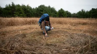 Les OVNI du Triangle