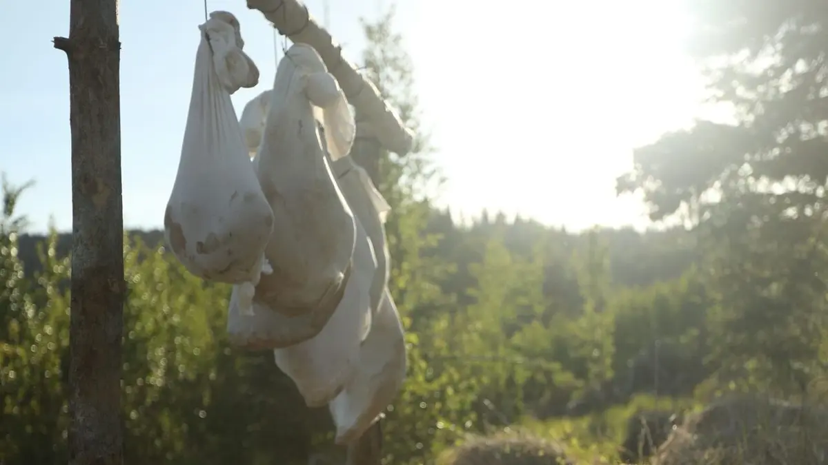 Alaska : nouvelle vie Introduction à la survie