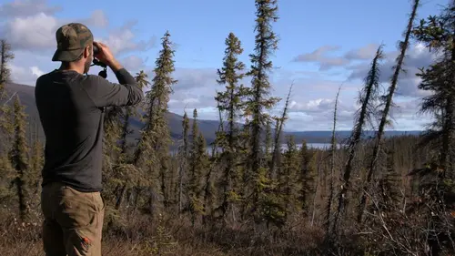 Alaska : nouvelle vie Tenace rapace