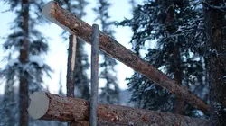 Visuel de Alaska : nouvelle vie