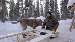 Alaska : nouvelle vie