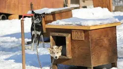 Alaska : nouvelle vie Que la lutte commence