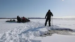 Alaska : nouvelle vie Roi de la forêt