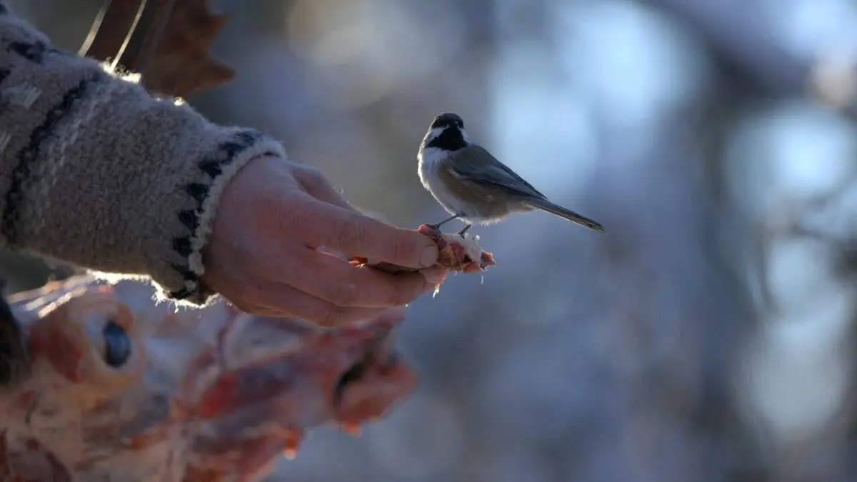 Alaska : nouvelle vie S04E08 Retour à Deadman