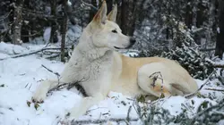 Alaska : nouvelle vie Que la lutte commence